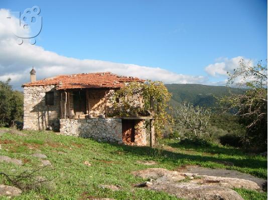 PoulaTo: Κτήμα με ελιές με παλιό πέτρινο σπίτι